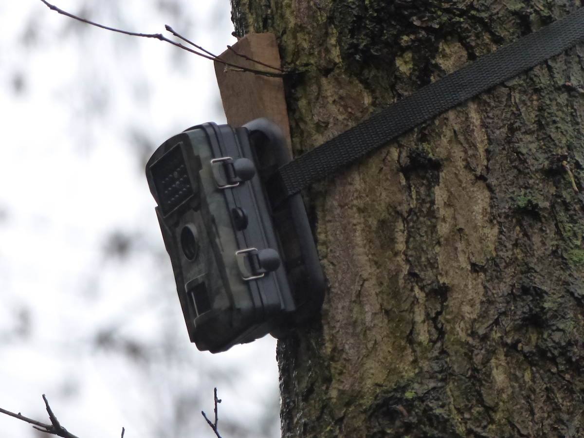 Nachpflanzungen in der Großen Laache: Wildschutzkamera im Einsatz