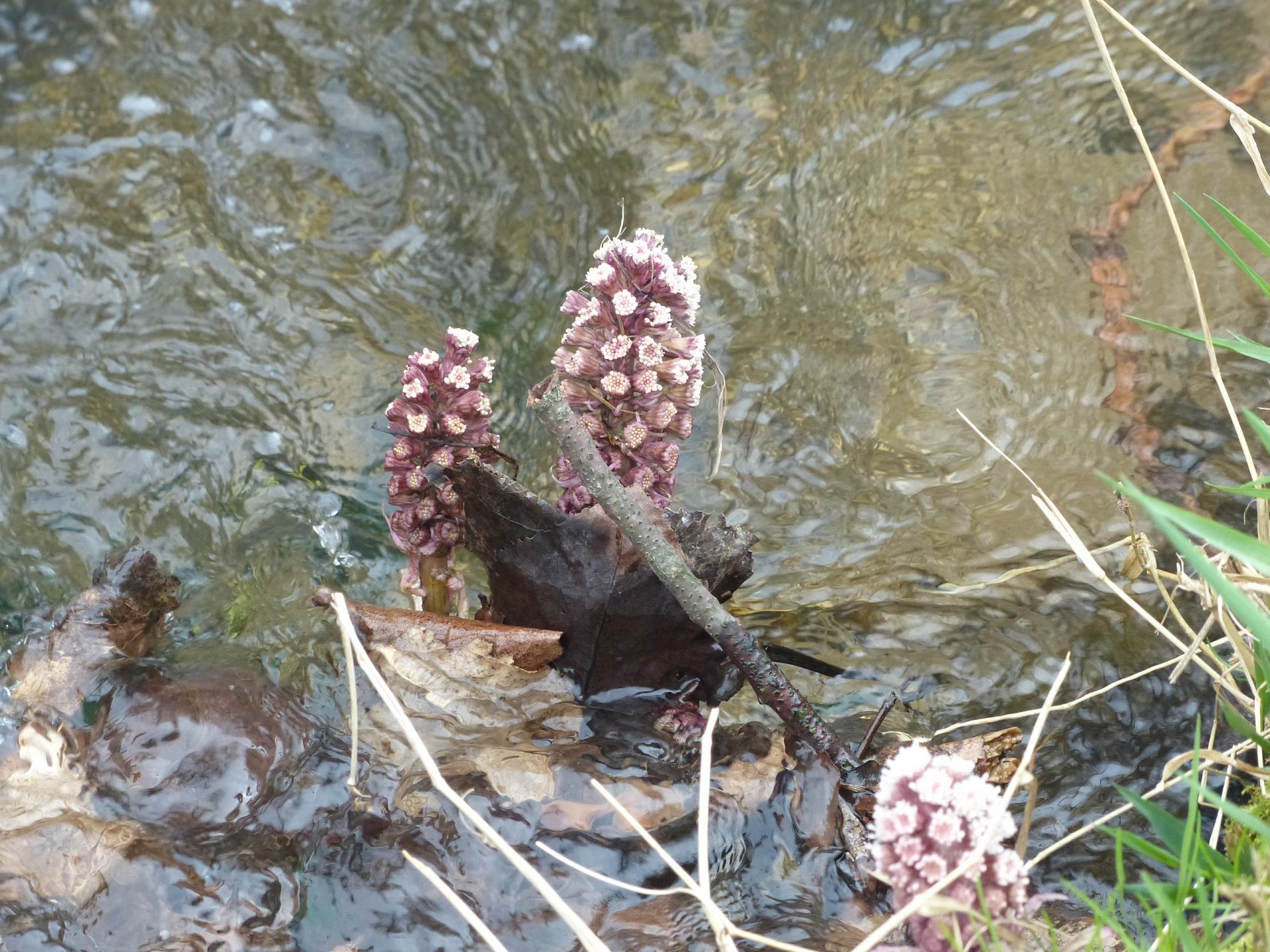 Rote Pestwurz – Vorfrühlingsbote in der Großen Lache